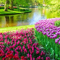 Si t'agraden les flors tens que anar a Keukenhof