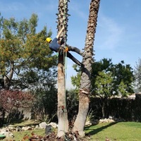 Poda y tala de árboles y arbustos